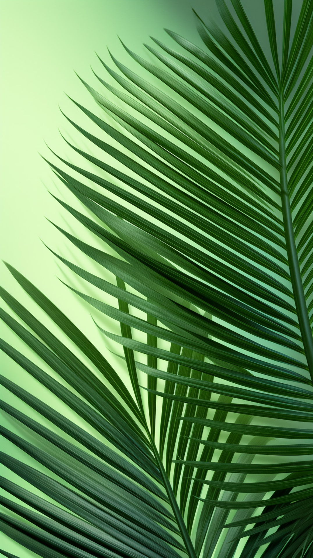 palm